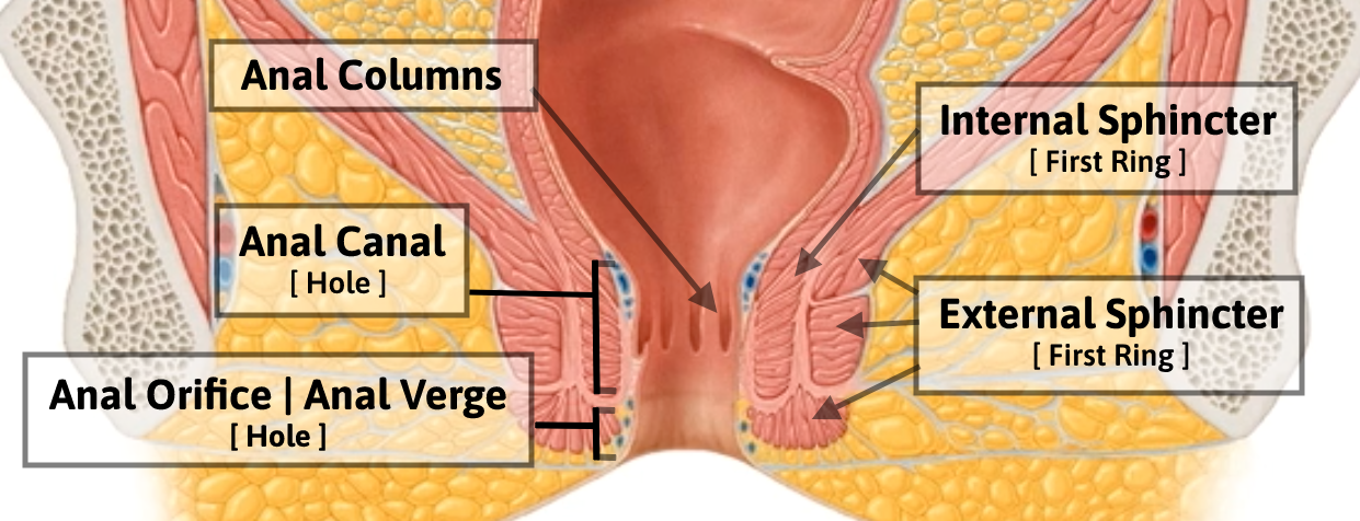 Anus
