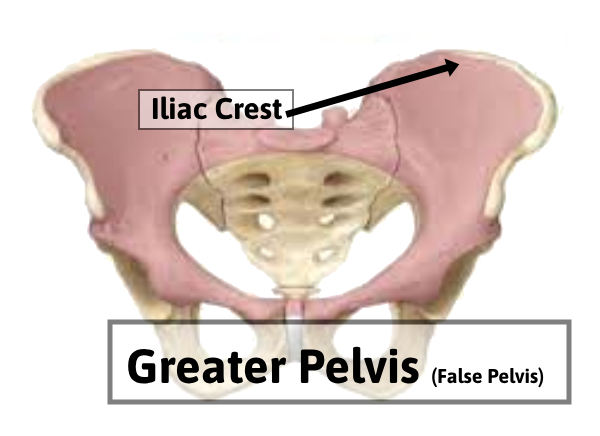 Greater Pelvis
