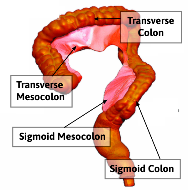 Sigmoid Mesocolon