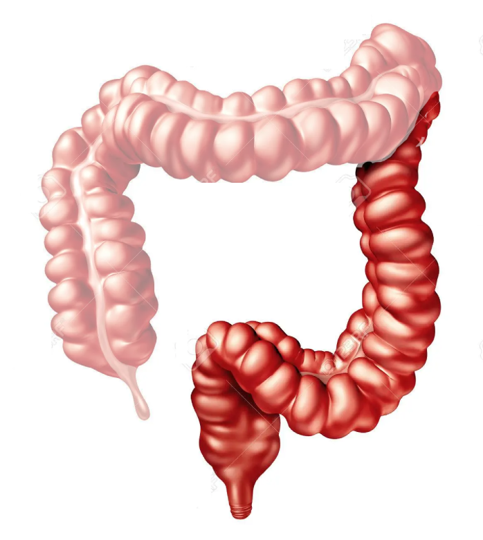 Lower GI Tract