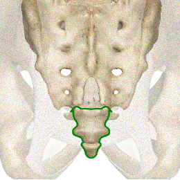 PICTURE: ANATOMICAL RENDERING OF COCCYX