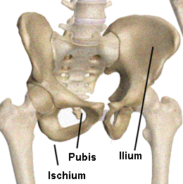 PICTURE: ANATOMICAL RENDERING OF COXAL BONE