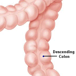 PICTURE: ANATOMICAL RENDERING OF DESCENDING COLON