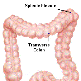 PICTURE: ANATOMICAL RENDERING OF TRANSVERSE COLON