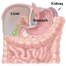 PICTURE: ORGANS OF THE GREATER PELVIS