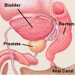 PICTURE: ORGANS OF THE LESSER PELVIS